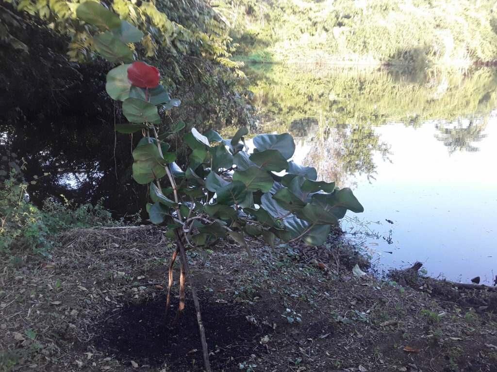 Fabian’s Tree 6 months