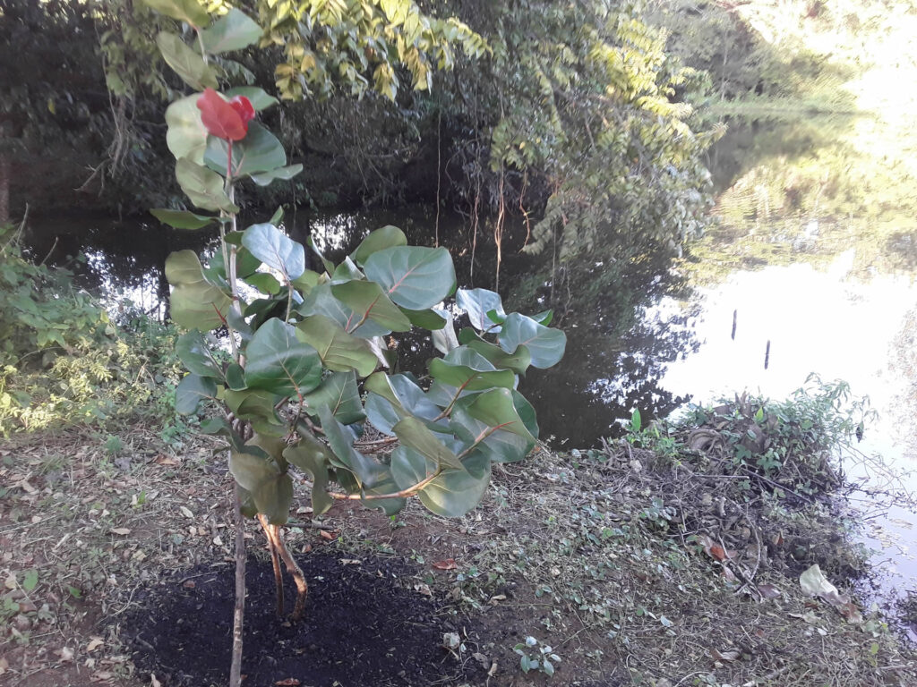 Fabian’s Tree 6 months