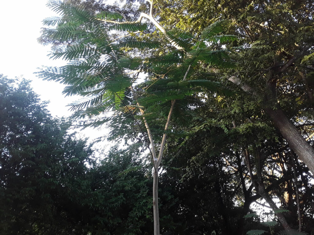 Ina’s tree 6 months