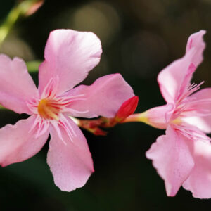 Tabebuia rosea 2