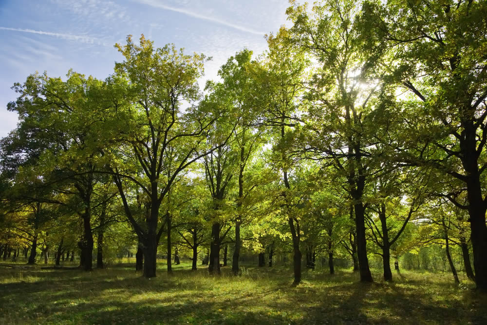 Giving Trees as Gifts: A Gesture Rooted in the Future