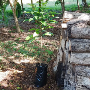 Baria-tree